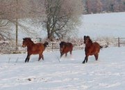 Une page facebook pour les passionnés des poneys dartmoor